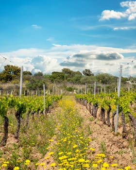 Vineyard of Cannonau grapes in spring with new shoots and young leaves in the branches. Young inflorescence of the vine. Traditional agriculture. Sardinia, Italy.