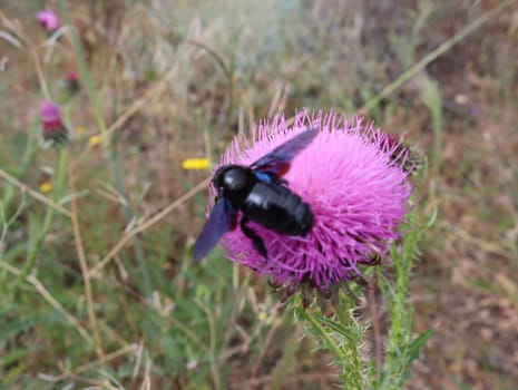 Beautiful flowers of different colors with pollinating insects macro natural fence