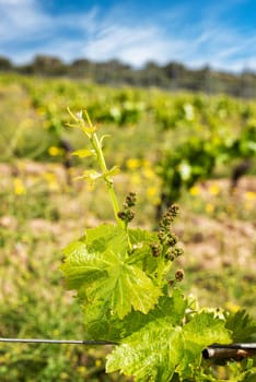 Young sprouts with bunches of Cannonau grapes. Close-up of the buds and bunches of grapes in the branches of a vineyard in Sardinia, Italy. Traditional agriculture.