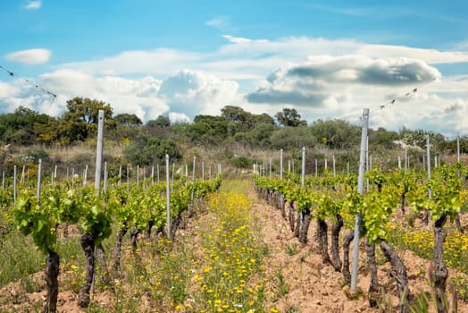 Vineyard of Cannonau grapes in spring with new shoots and young leaves in the branches. Young inflorescence of the vine. Traditional agriculture. Sardinia, Italy.