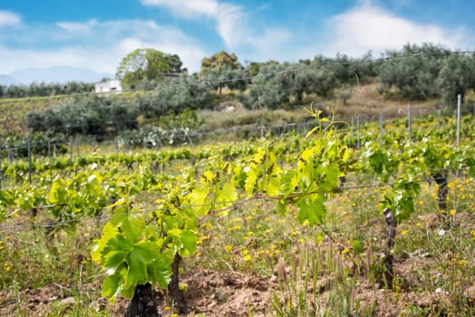 Young sprouts with bunches of Cannonau grapes. Close-up of the buds and bunches of grapes in the branches of a vineyard in Sardinia, Italy. Traditional agriculture.