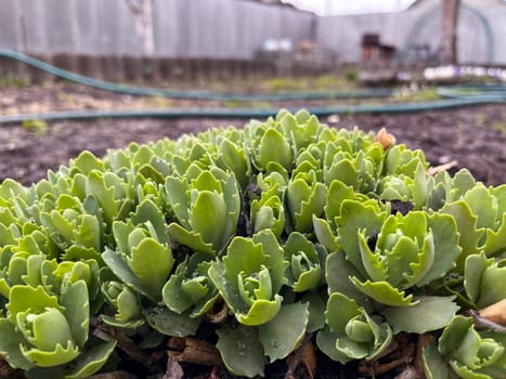 in early spring, an ornamental plant euphorbia is in the garden