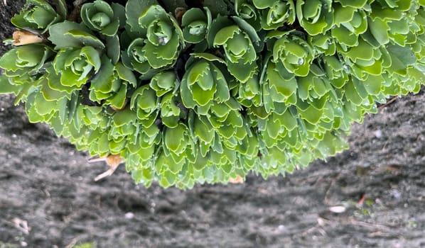 in early spring, an ornamental plant euphorbia is in the garden
