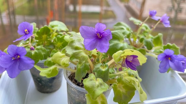 indoor homemade violet of the mini variety on the windowsill against the background of an open window