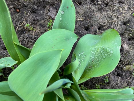 tulip leaf with water drops in spring after rain tulip leaf with water drops in spring after rain