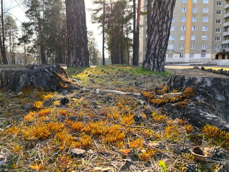 colorful moss grows on a busy city street - an April landscape