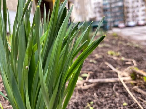 the first spring bulbous flowers are the first leaves of snowdrops in the city