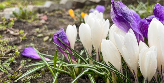 multicolored crocus flowers in the garden in early spring in March