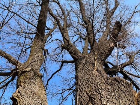 an old huge oak with two trunks against the blue April sky