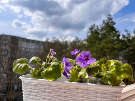 blooming purple indoor violet on the windowsill of the balcony