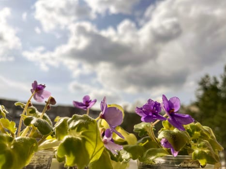 blooming purple indoor violet on the windowsill of the balcony