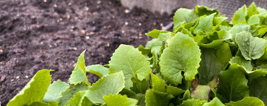 the first ornamental plants in the garden in early spring - helium