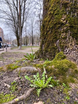 a tree with protruding roots on the street in the city of ve snoy in April