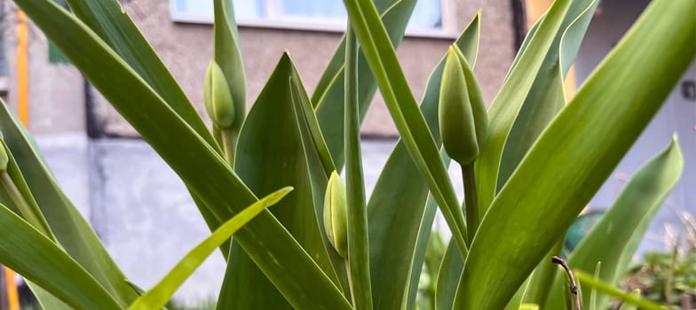 green tulip buds on a flower bed in the city in spring in April