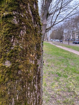 moss on a tree trunk in the city in spring in April