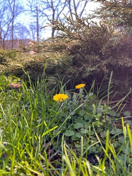 the first yellow dandelions bloom in April on a city street