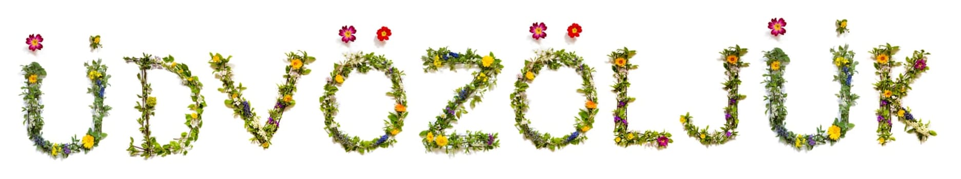 Colorful Flowers Building Hungarian Text dv z lj k, Means Welcome in English, Some Green And Some Spring Flowers on Isolated White Background, Symbolic Meaning, Quote