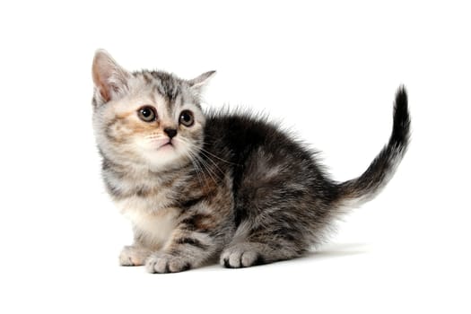 Fluffy purebred gray kitten on a white isolated background. High quality photo