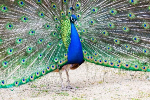 Peacock portrait - Beautiful colourful peackock feather, nobody, isolated.