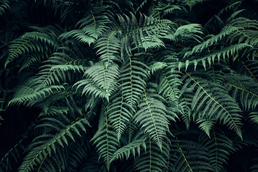 Fern leaves background. Close up of dark green fern leaves