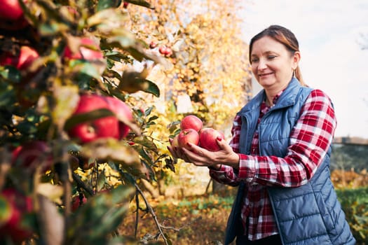Woman picking ripe apples on farm. Farmer grabbing apples from tree in orchard. Fresh healthy fruits ready to pick on fall season. Agricultural industry. Harvest time in countryside