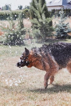 Thirsty dog drinking sprayed water. Dog chilling himself playing with water while hot summer day in a garden. Real moments, authentic situations