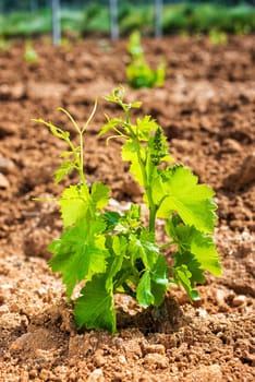 Young sprouts on the new Cannonau grape seedlings. Close-up of the shoots and bunches of grapes in the newly planted vine grafts. Traditional agriculture.