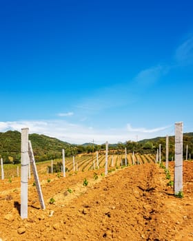 Newly planted Cannonau grape vineyard with new shoots and young leaves in spring. Young inflorescence of the vine. Traditional agriculture. Sardinia, Italy.