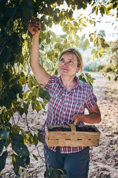 Woman picking cherries in orchard. Gardener working in garden. Farmer holding basket with ripe fruits