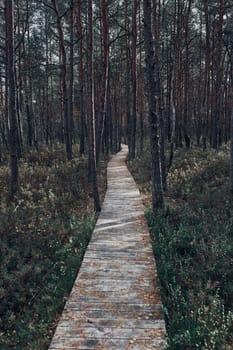 Wooden path leading through the swamp and forest in a natural park. Autumn forest landscape