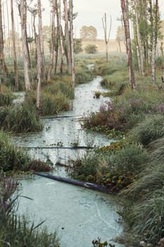 Swamp scenery, field, trees and grass flooded with water
