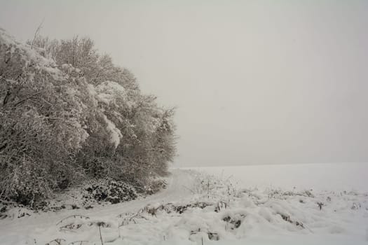 Landscape at winter time with a tree and a lot of snow