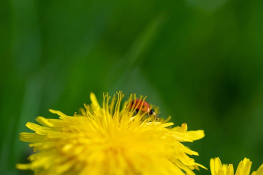 A red ladybird ( Coccinellidae ) on a yellow dandelion flower in green nature