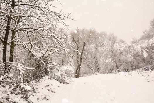 Trees in the forest in winter with a lot of snow