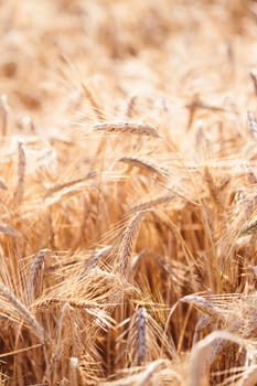 Closeup of field of ripe golden rye