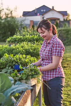 Woman working in a home garden in the backyard, picking the vegetables and put to wooden box. Candid people, real moments, authentic situations