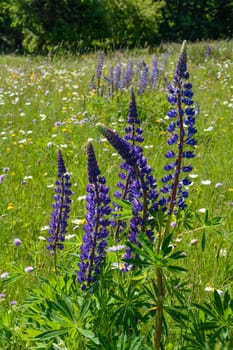 Green meadows with lots of purple lupins in the high Rhoen, Bavaria, Germany