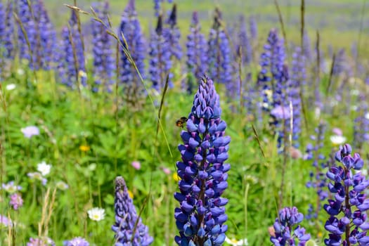 Green meadows with lots of purple lupins and a bee, in the high Rhoen, Bavaria, Germany