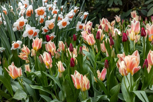 white daffodils and colorful  tulips blooming in a garden