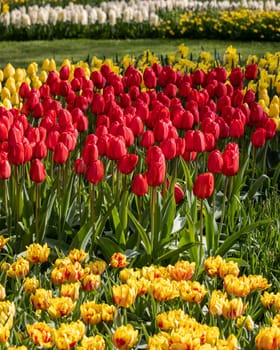 yellow and red tulips blooming in a garden