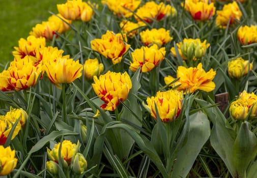 yellow-red tulips blooming in a garden