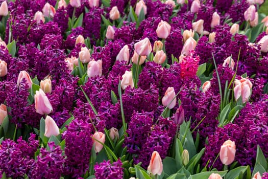 pink tulips and purple hyacinths blooming in a garden