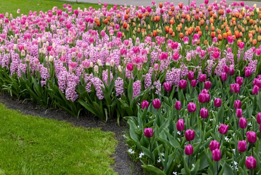 colorful tulips and purple hyacinths blooming in a garden