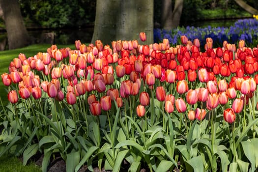 red tulips blooming in a garden