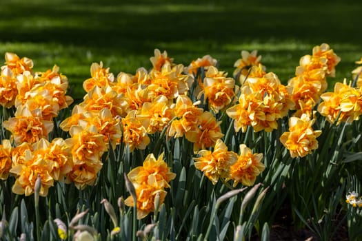 yellow daffodils flowers blooming in a garden