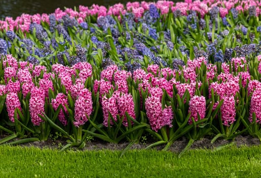 pink and blue hyacinths blooming in a garden