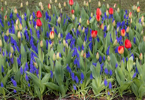 Red tulips and blue muscari blooming in a garden