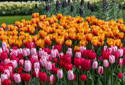 colorful tulips blooming in a garden