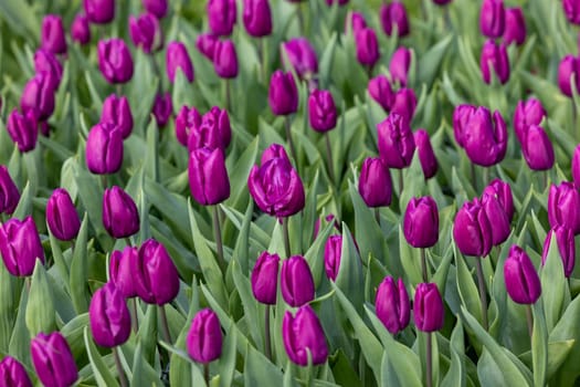 purple tulips blooming in a garden