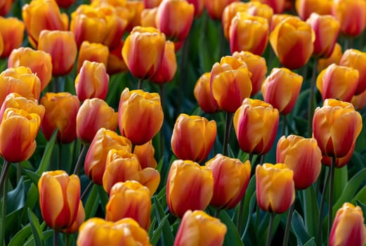 orange tulips blooming in a garden